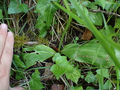Platanthera bifolia