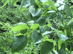 Tilia americana heterophylla