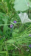 Sisyrinchium montanum