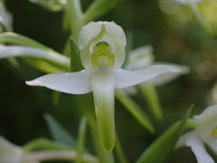 Platanthera bifolia