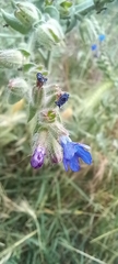 Anchusa officinalis
