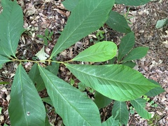 Asimina triloba