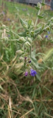 Anchusa officinalis