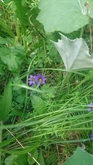 Sisyrinchium montanum