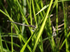 Platycnemis pennipes