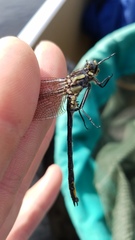 Phanogomphus descriptus