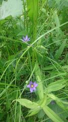 Sisyrinchium montanum