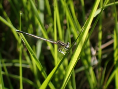 Platycnemis pennipes