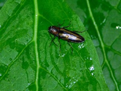 Tesolasomus trivittatus