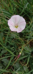Convolvulus arvensis