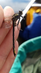 Phanogomphus descriptus