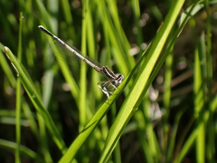 Platycnemis pennipes