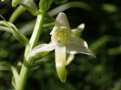 Platanthera bifolia