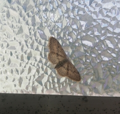 Idaea seriata