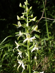 Platanthera bifolia