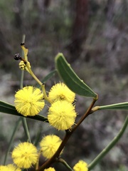 Acacia gladiiformis