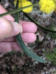 Acacia gladiiformis