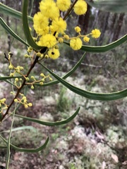 Acacia gladiiformis