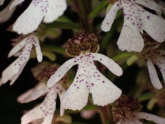 Orchis purpurea