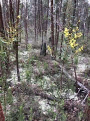 Acacia gladiiformis