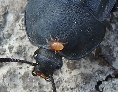 Parasitinae