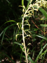 Neottia ovata