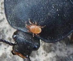 Parasitinae