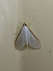 Palpita austrounionalis