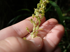 Neottia ovata