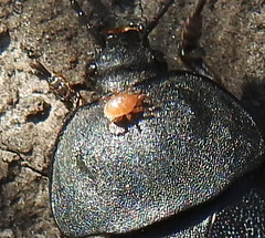 Parasitinae