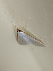 Palpita austrounionalis