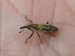 Lixus scrobicollis