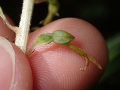 Neottia ovata