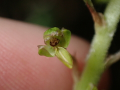 Neottia ovata