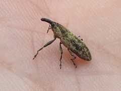 Lixus scrobicollis