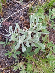 Helichrysum arenarium