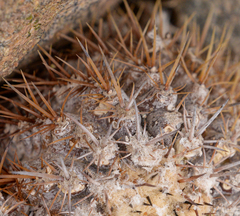 Copiapoa dealbata