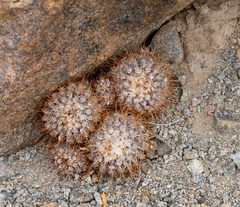Copiapoa dealbata