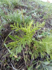 Tanacetum vulgare
