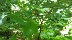 Vaccinium erythrocarpum