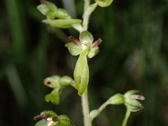 Neottia ovata