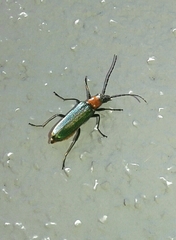 Anogcodes seladonius
