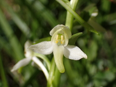 Platanthera bifolia