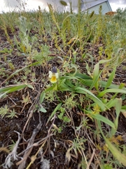 Viola arvensis