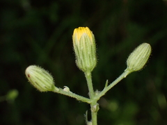 Hieracium lachenalii