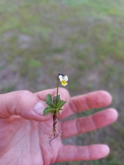 Viola arvensis