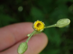Hieracium lachenalii