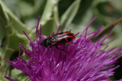 Astylus subannulatus