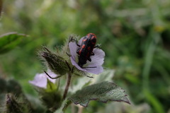 Astylus subannulatus