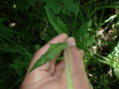 Hieracium lachenalii